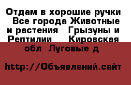 Отдам в хорошие ручки - Все города Животные и растения » Грызуны и Рептилии   . Кировская обл.,Луговые д.